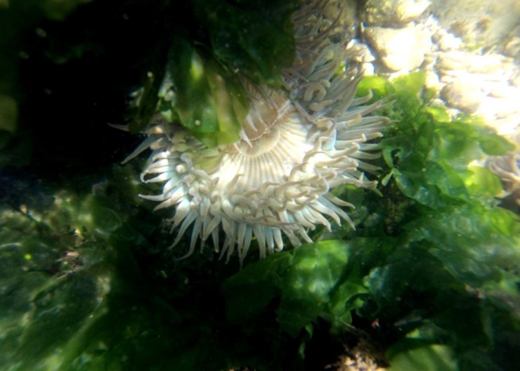 Sea Anemone