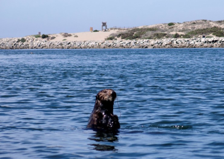 Sea Otter - One of Many