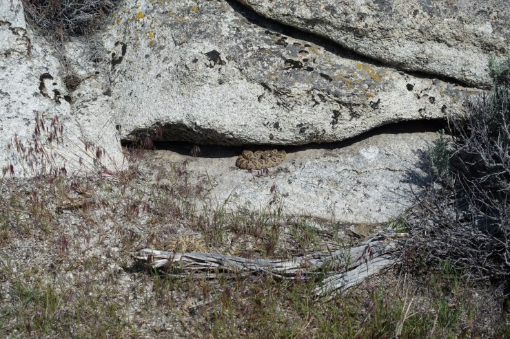 If you only see one, click to enlarge.