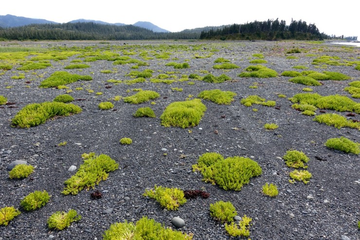 High tide landing (Large)