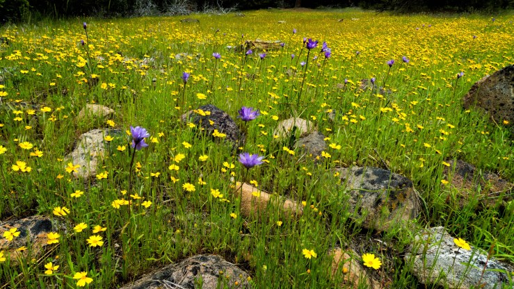 Flowers 169-1 (Large)